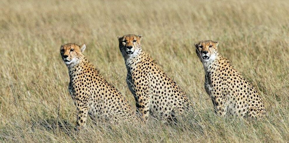 Masai_Mara_National_Reserve_002-1