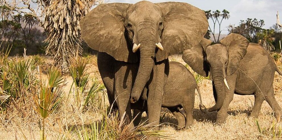 Nyerere_National_Park_016