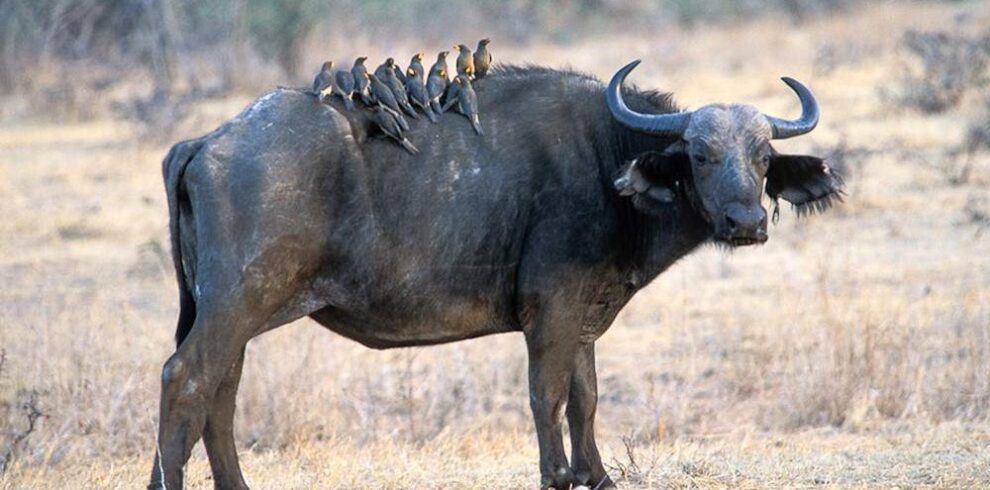 Ruaha_National_Park_019