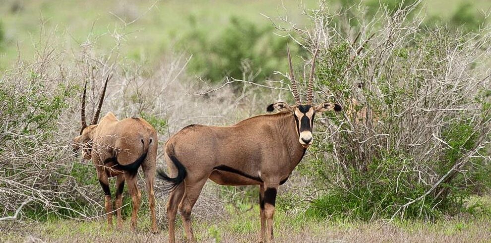 Tsavo_East_National_Park_022 (1)