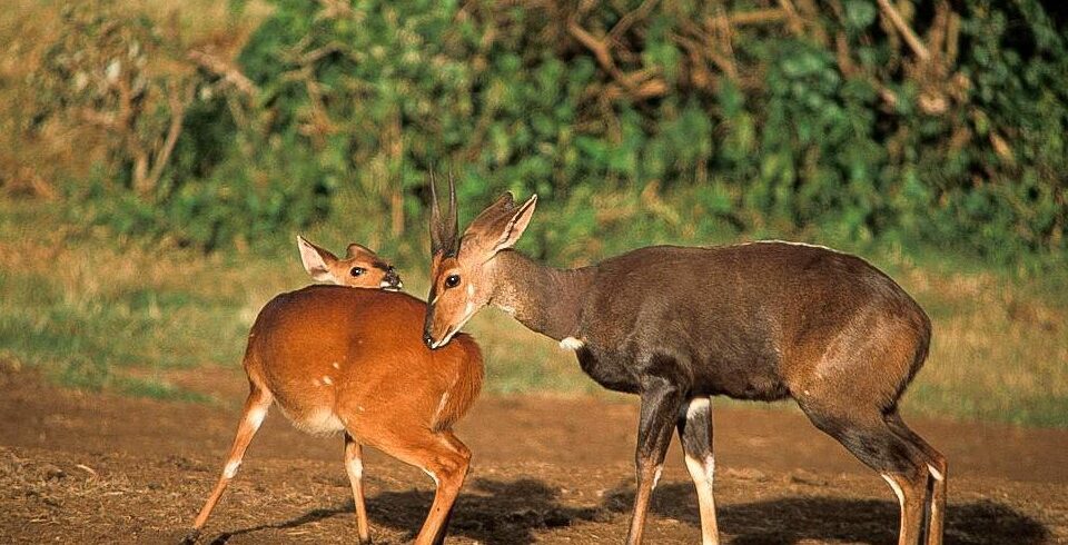 Aberdare_National_Park_007