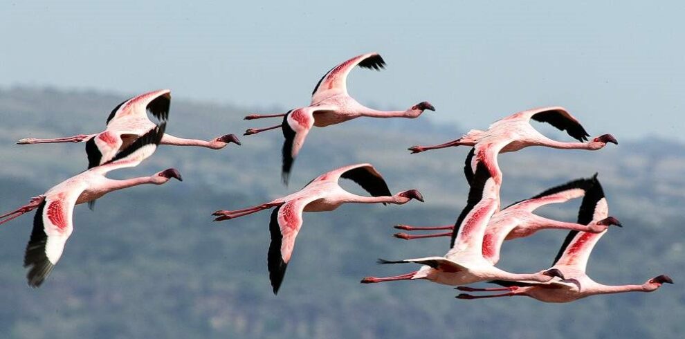 Lake_Nakuru_National_Park_004
