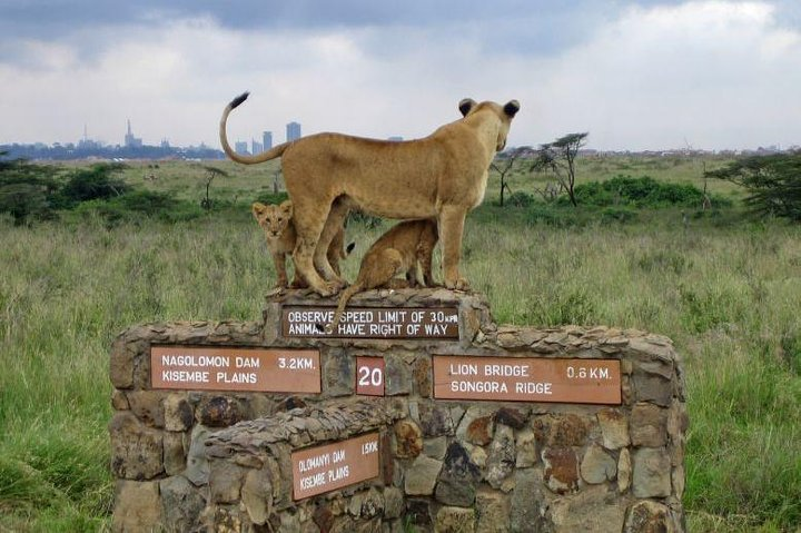 e4dda87a-6e6b-4e2e-811d-fb26bf1b68e6_nairobi-national-park-half-day-tour