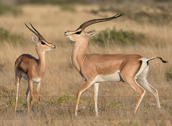 grant’s-gazelles-in-samburu