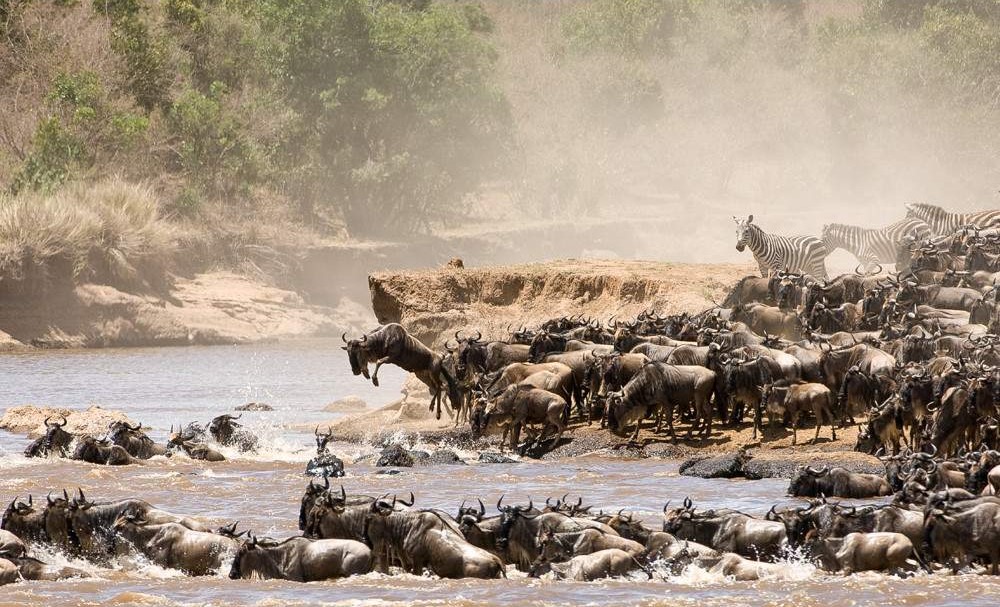 wildebeest migration