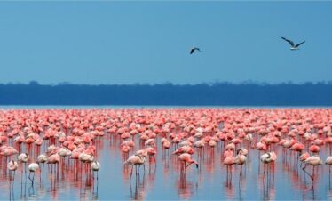 Lake Nakuru - Flamingoes