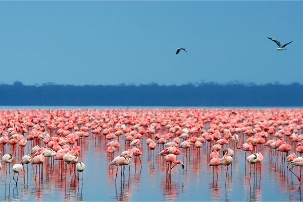 Lake Nakuru - Flamingoes